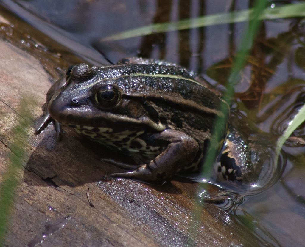 Pelophylax sp. - prov. Sondrio